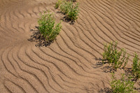 Great Sand Dunes NP 4542