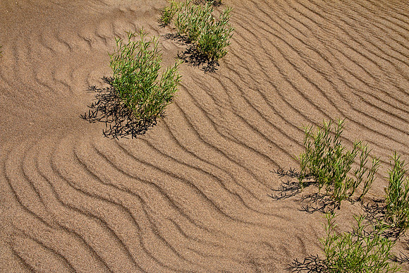 Great Sand Dunes NP 4542