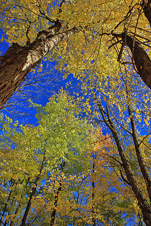 Autumn 0851