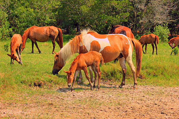 Wild Ponies Assateague 5940
