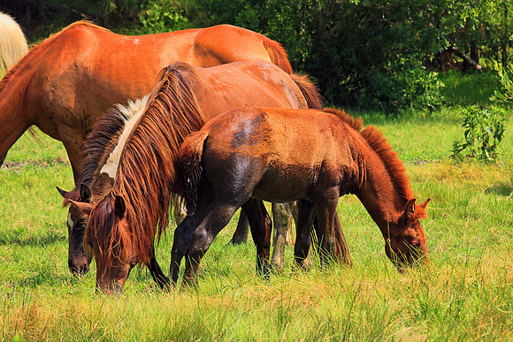 Wild Ponies Assateague 5950