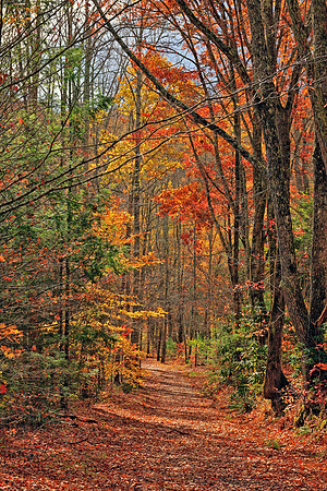 Smoky Mountain National Park 7524