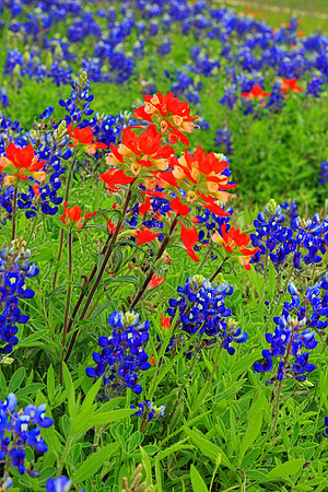 Texas Wildflowers and Missions 1604