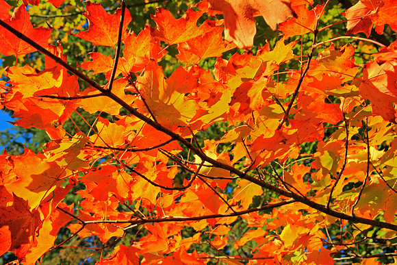 Michigan UP Fall 6319