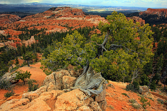 Bryce Canyon 0470