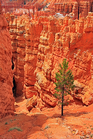 Bryce Canyon 0429