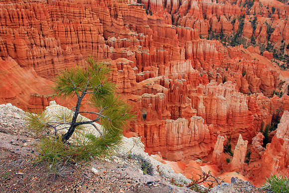 Bryce Canyon 0210
