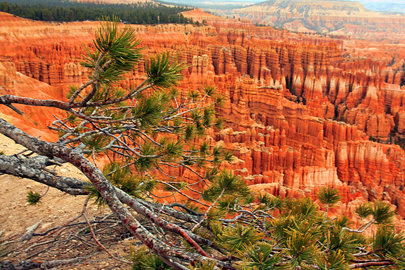 Bryce Canyon 0221