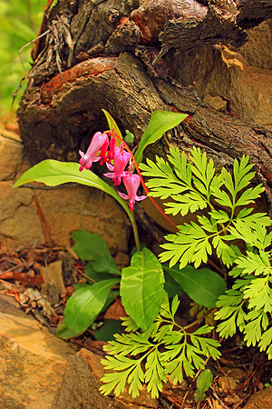 Smoky Mountain National Park 4754
