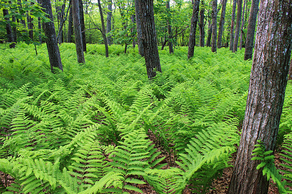 Shenandoah National Park 062