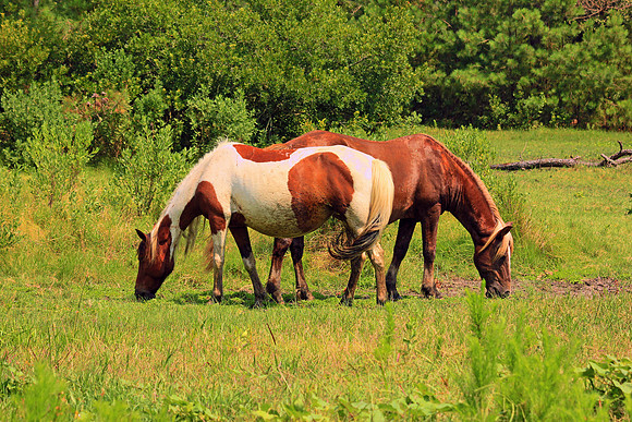 Wild Ponies Assateague 5941