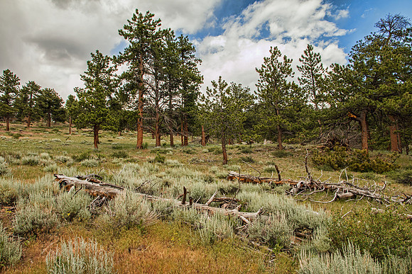 Rocky Mountain NP 052