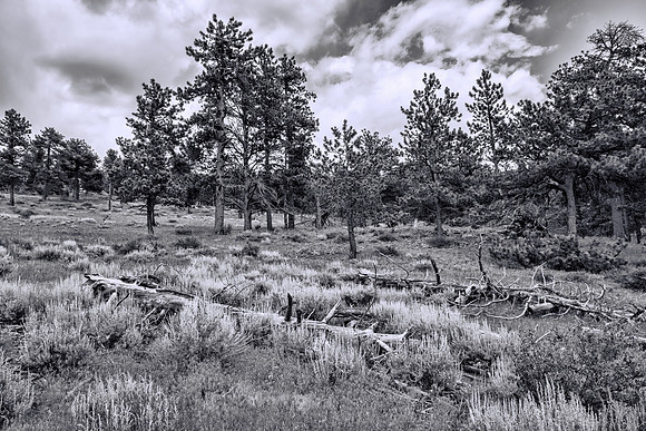 Rocky Mountain NP 052bw