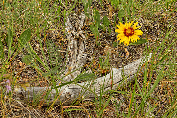Rocky Mountain NP 054