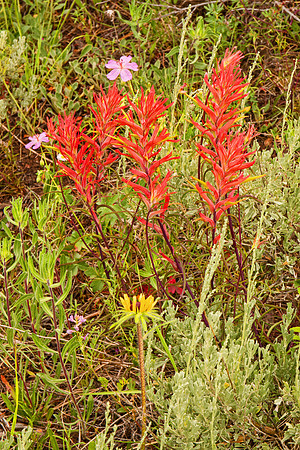 Rocky Mountain NP 091