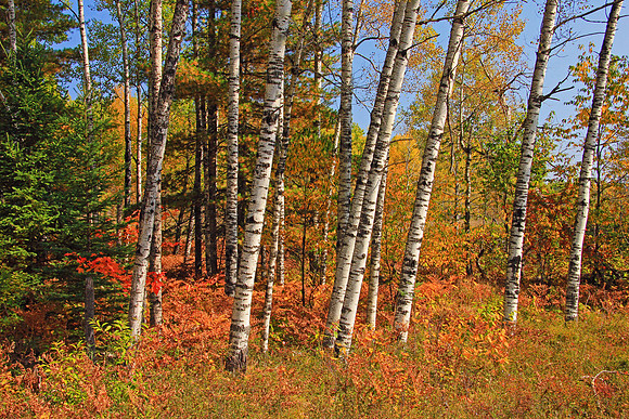 Michigan UP Fall 6442