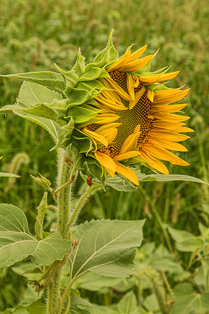 Sunflower 4718