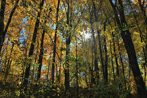 Autumn 0700