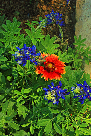 Texas Wildflowers and Missions 1529