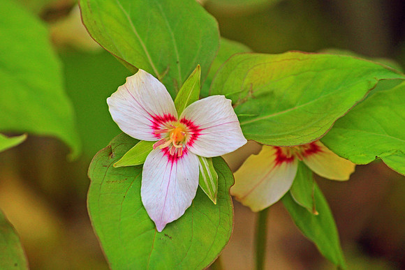 Smoky Mountain National Park 4811