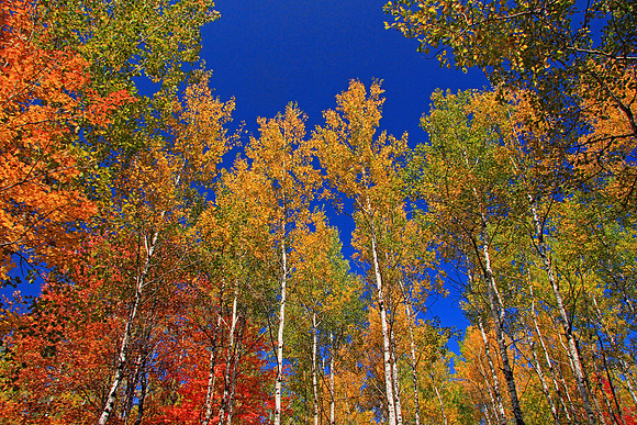 Michigan UP Fall 6454