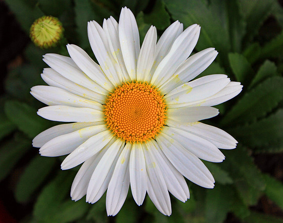 Texas Wildflowers and Missions 1224