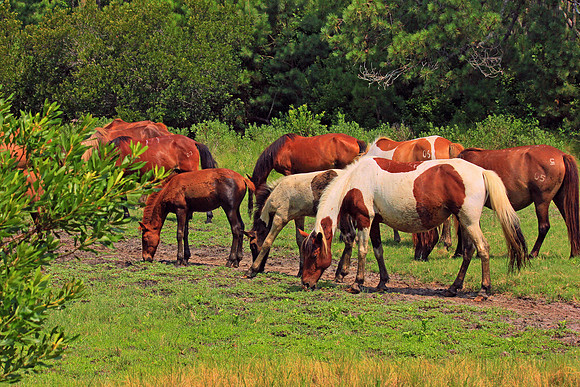 Wild Ponies Assateague 5959