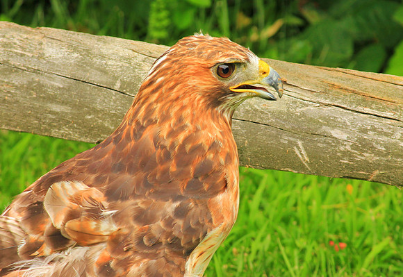 Wildlife 5690