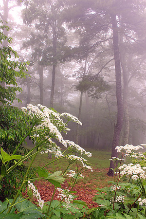 Shenandoah National Park 153