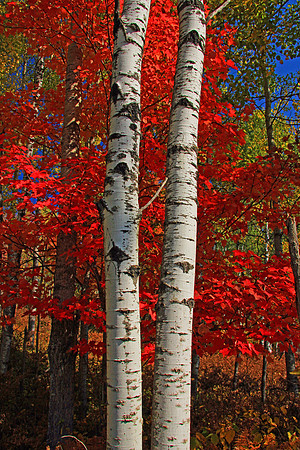 Michigan UP Fall 6447