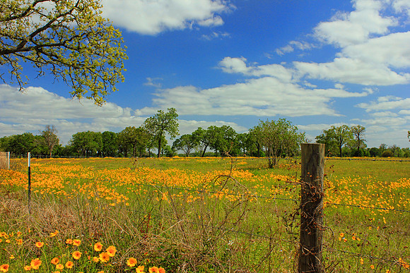 Texas Wildflowers and Missions 1671