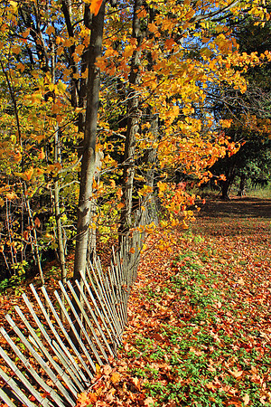 Autumn 0880