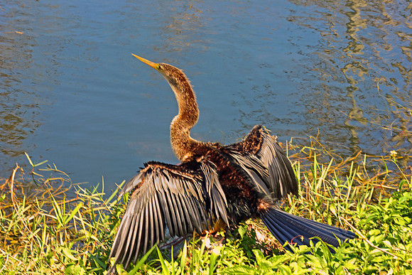 Everglades 3917