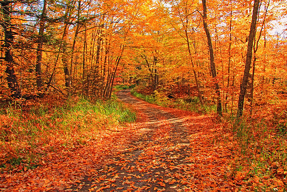 Michigan UP Fall 6510