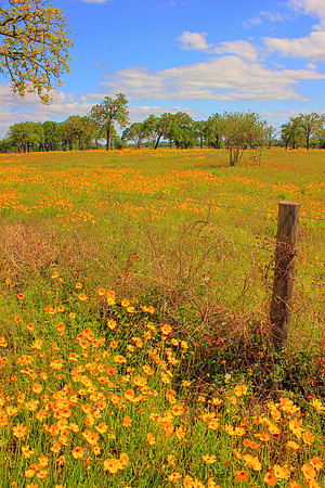 Texas Wildflowers and Missions 1679