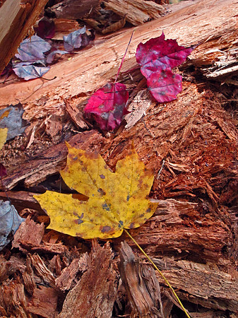 Hocking Hills 329