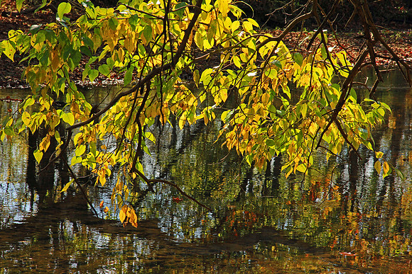 Autumn 7436