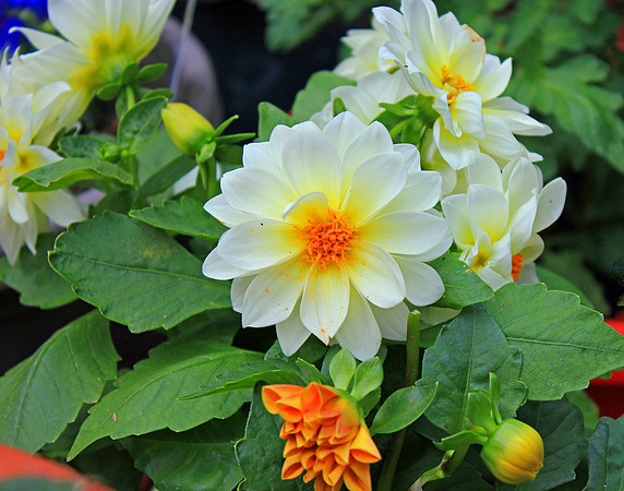 Texas Wildflowers and Missions 1233