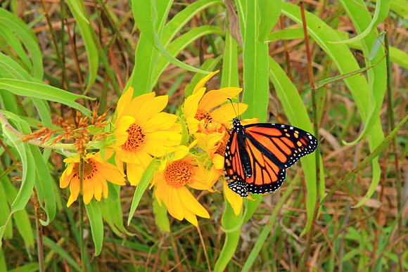Monarch 6109