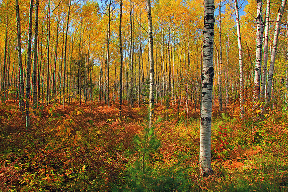 Michigan UP Fall 6440
