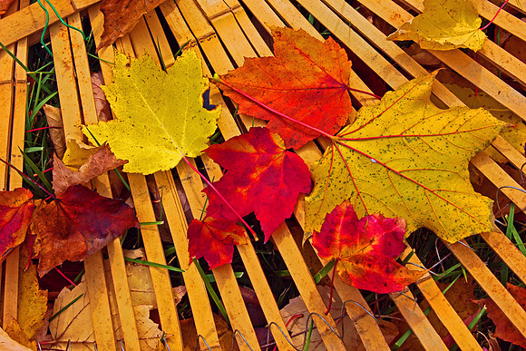 Autumn 3049