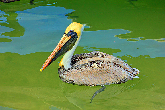 Everglades 4038
