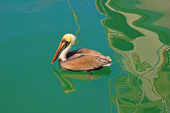 Everglades 3962