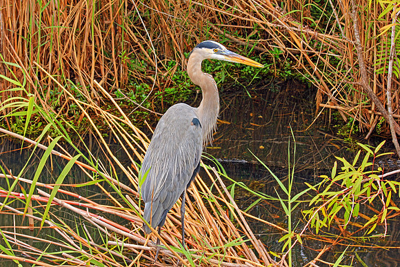 Everglades 4073