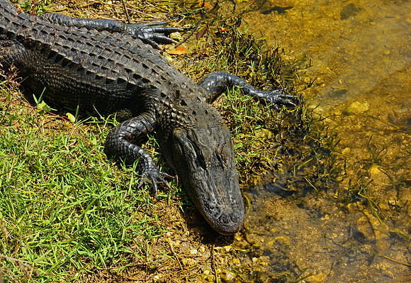 Everglades 3894