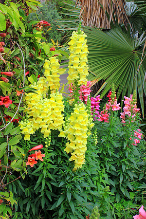 Texas Wildflowers and Missions 1261