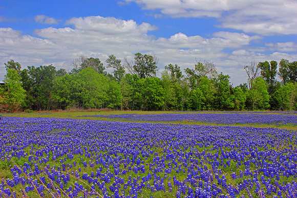 Texas Wildflowers and Missions 1654