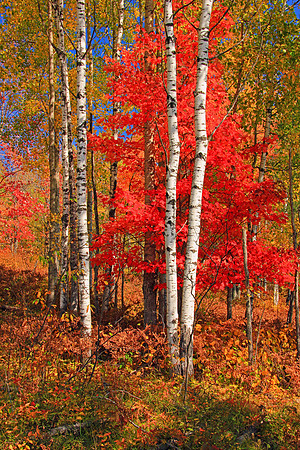 Michigan UP Fall 6446