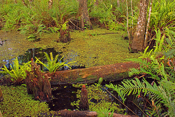Everglades 3816