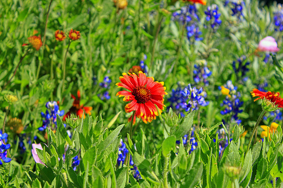 Texas Wildflowers and Missions 1480
